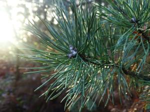 Aria 03 Beekhuizen Posbank